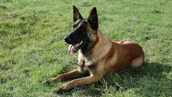 Belga Malinois Nombres para Perros Pastor Belga
