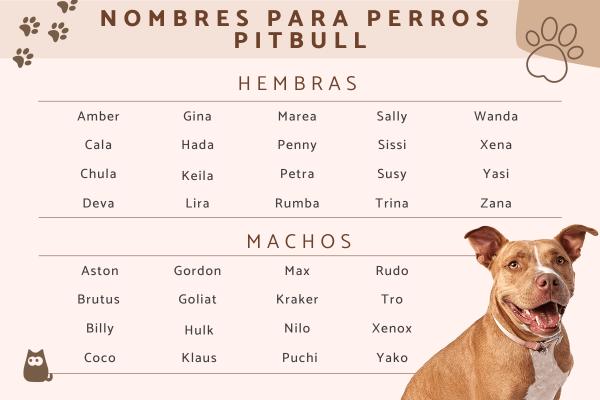 Buscar Nombres para Perros Pitbull
