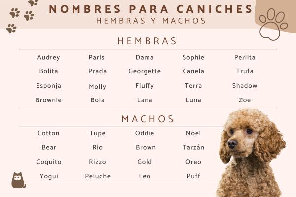 Nombres para Perros Frespuder