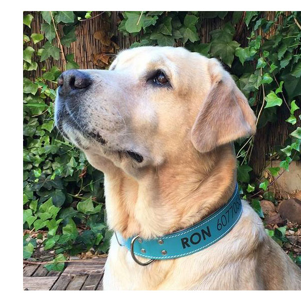 Collar para Perro con Nombre y Teléfono