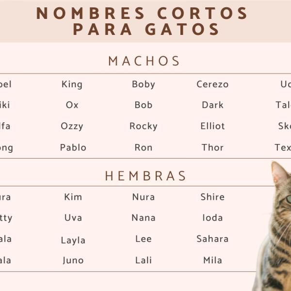 Dime Nombres para Gatos