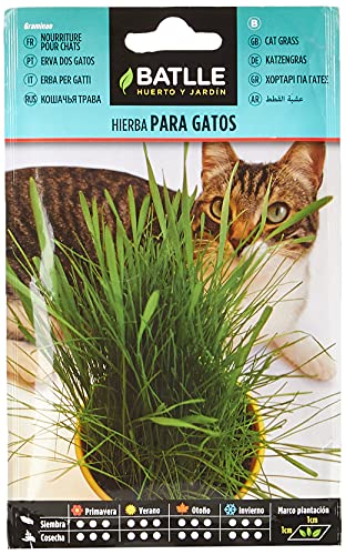 Hierba para Gatos Nombre
