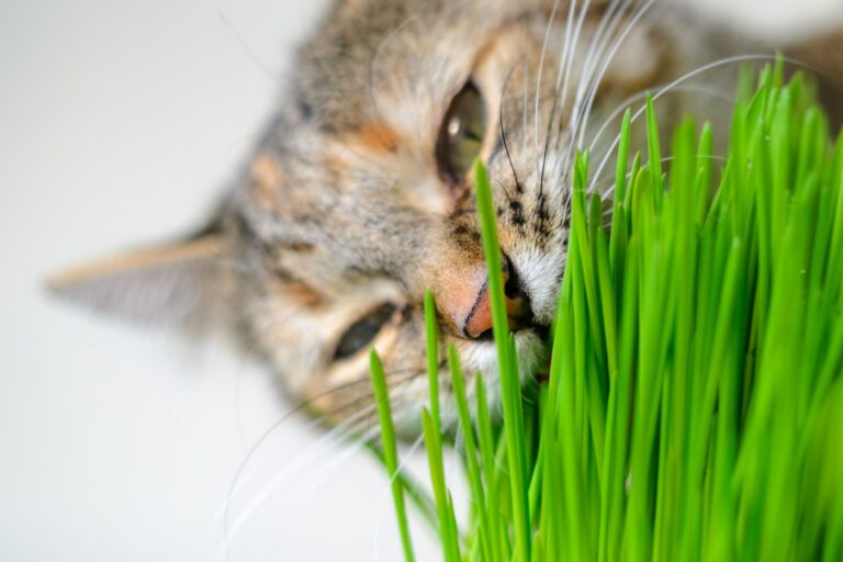 Los mejores Hierba para gatos nombre