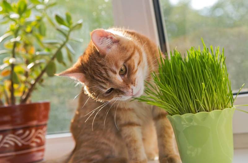 Lista de Hierba para gatos nombre