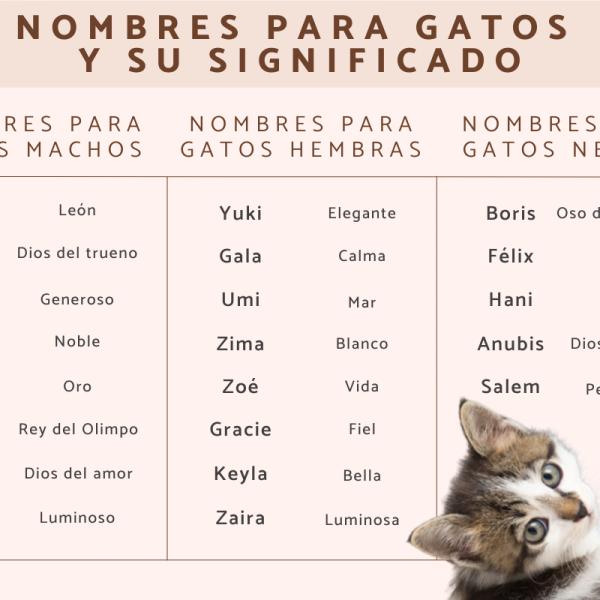 Los Mejores Nombres para Gatas Hembras