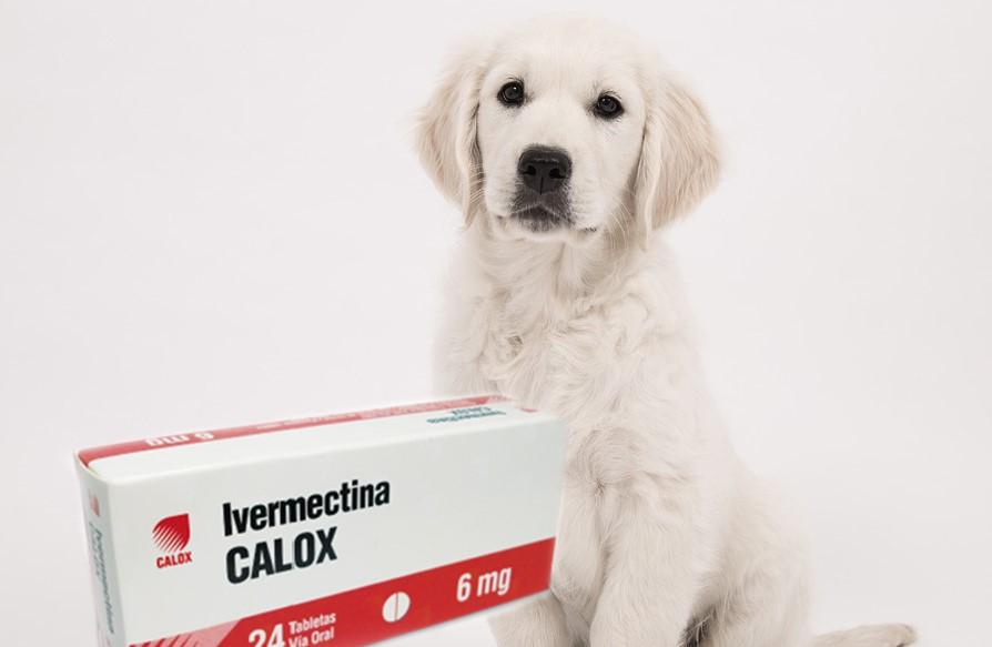Nombre de Inyecci贸n para Garrapatas en Perros