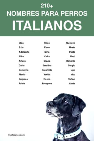 Nombre en Italiano para Perros