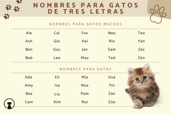 Los mejores Nombre para gatos de tres colores
