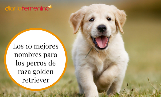 Nombre para Perra Golden