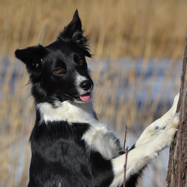 Nombre para Perra Hembra Border Collie