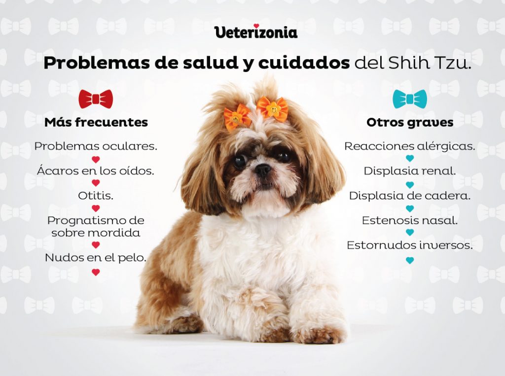 Nombre para Perro Shih Tzu