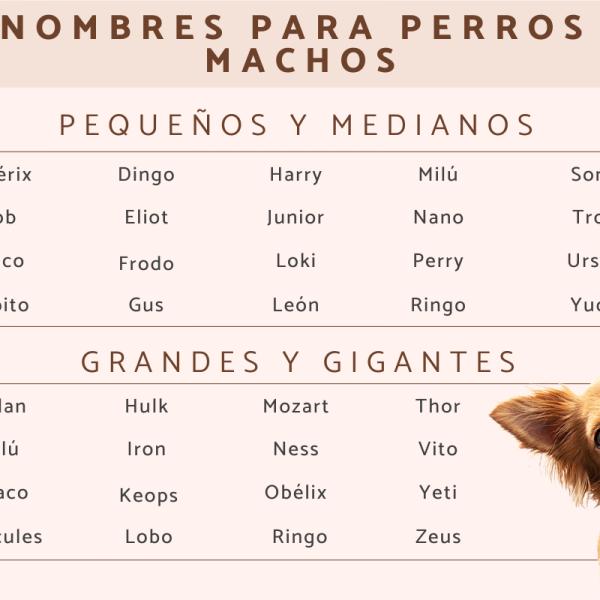 Nombre para Perros Peludos Machos