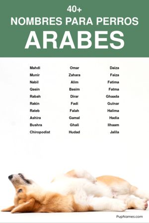 Nombres Árabes para Perros Machos con Significado
