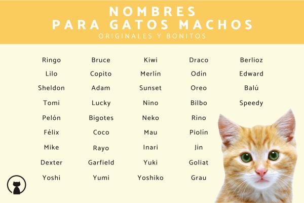Los mejores Nombres aesthetic para gatos machos