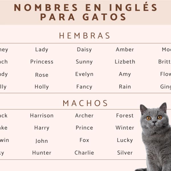 Nombres Americanos para Gatos