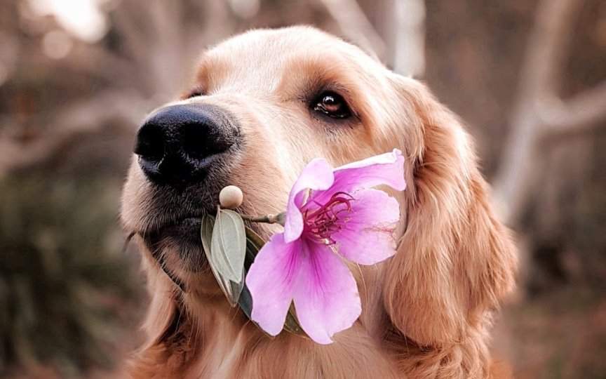 Nombres Africanos para Perros Hembras