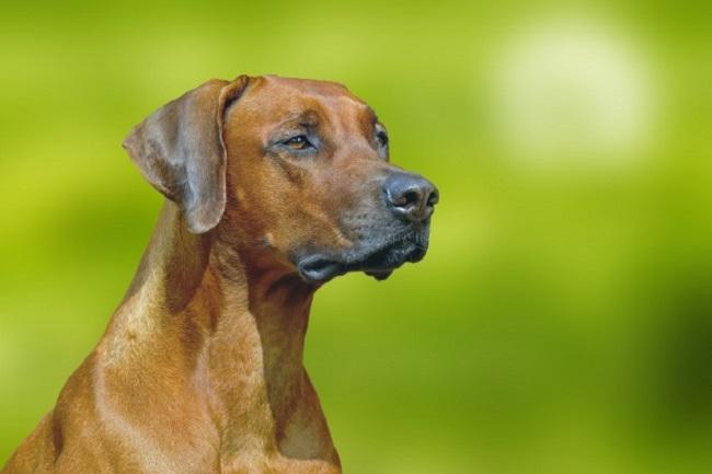 Nombres Africanos para Perros Machos