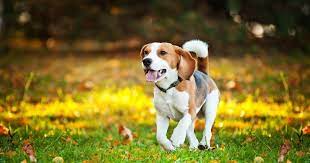 Nombres Africanos para Perros