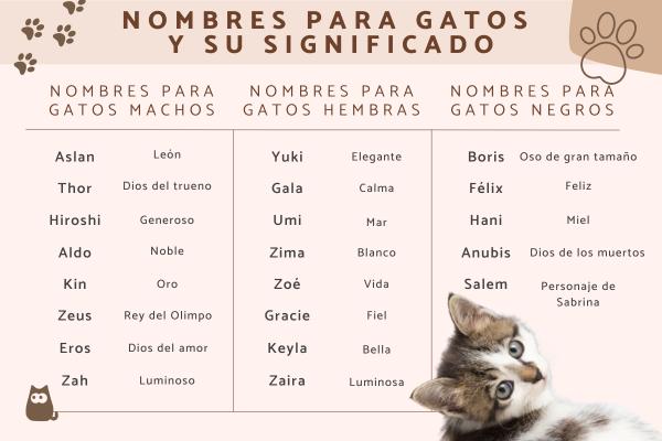 Nombres Bonitos para Gatos Bebés