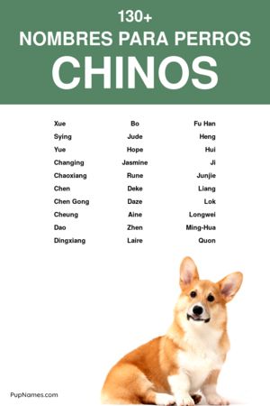 Nombres Chinos para Perros Hembras con Significado