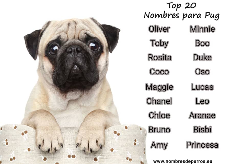 Nombres Chinos para Perros Pug