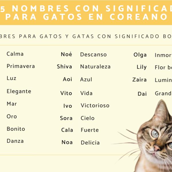 Los mejores Nombres budistas para gatos