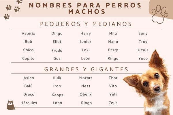 Nombres Canarios para Perros
