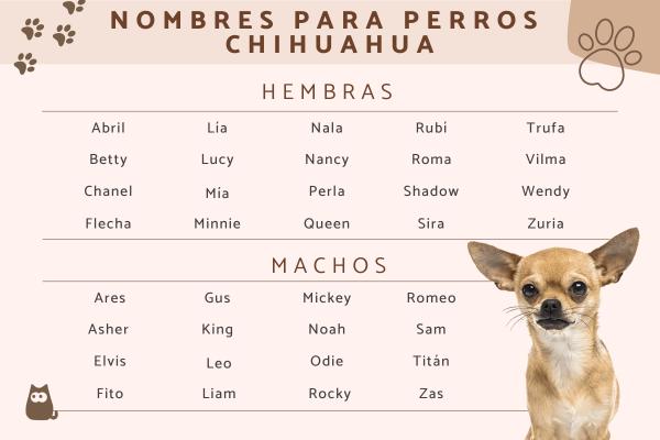 Nombres Chidos para Perros Chihuahua Machos