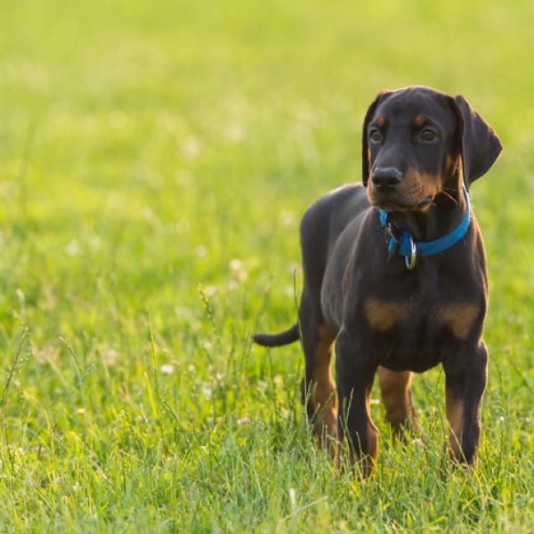 Nombres Cortos para Perros Doberman