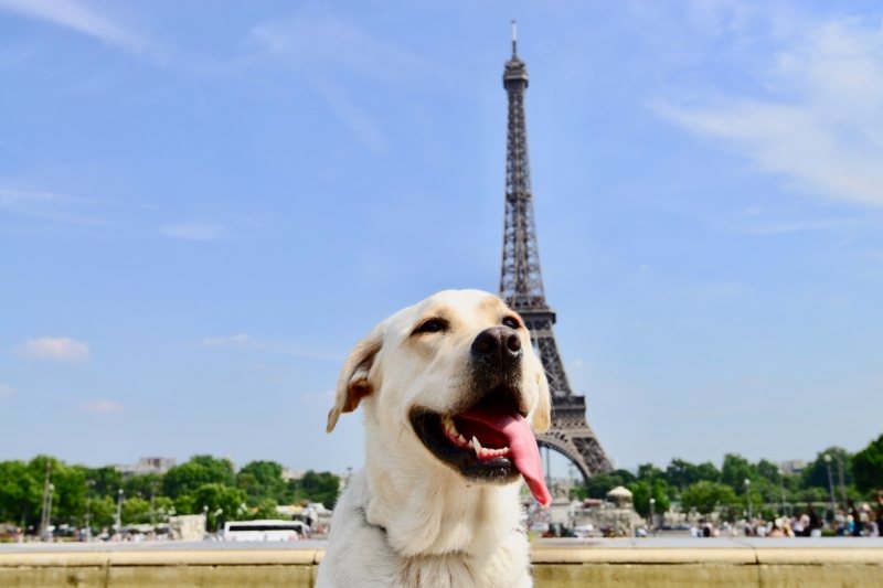 Nombres de Ciudades del Mundo para Perros