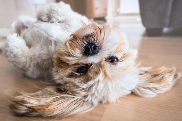 Nombres de Ciudades para Perros Hembras