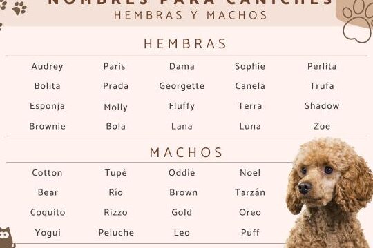 Nombres de Comida para Perras
