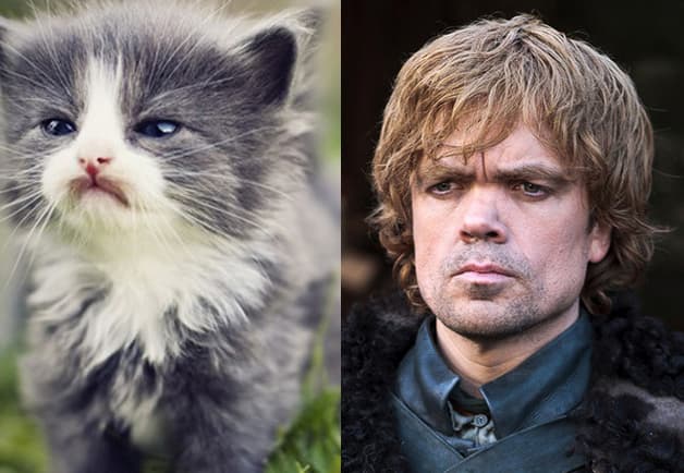 Los mejores Nombres de game of thrones para gatos