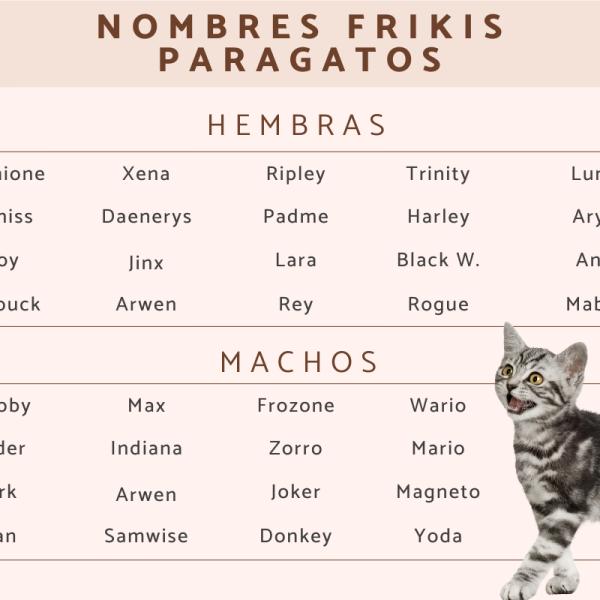 Los mejores Nombres de juego de tronos para gatos