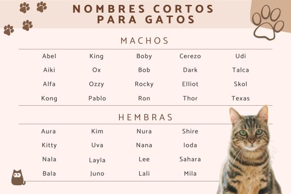 Nombres de Licores para Gatos
