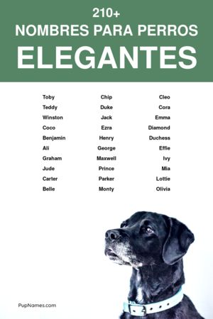 Nombres de Marcas de Lujo para Perros