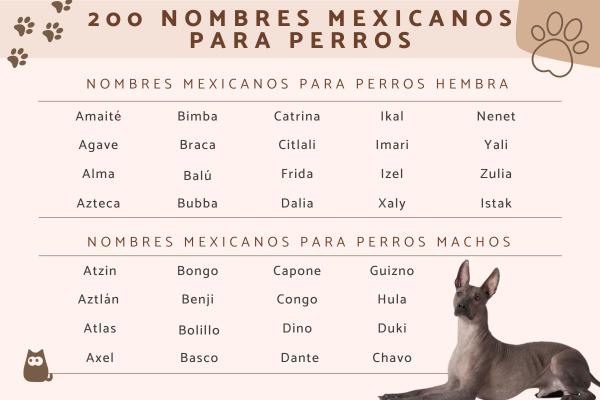 Nombres de Narcos para Perros