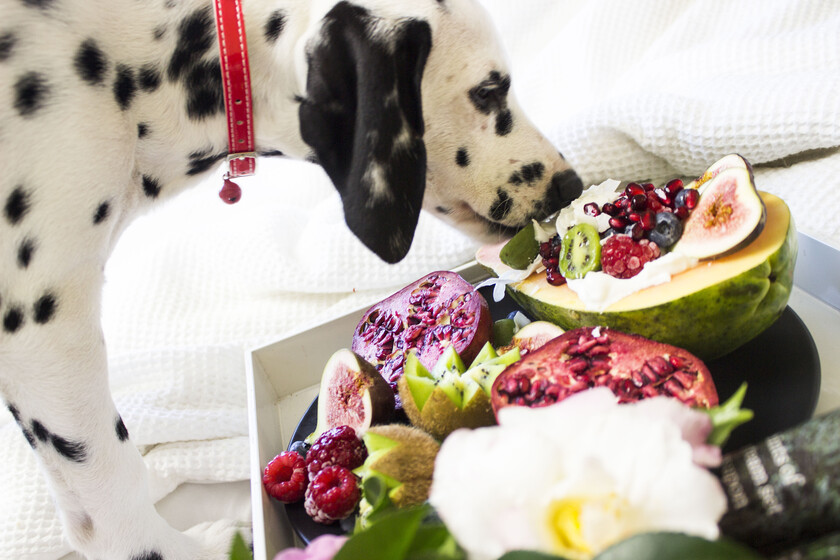 Nombres de Postres para Perros