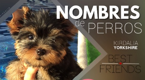 Nombres para Perros Yorkshire