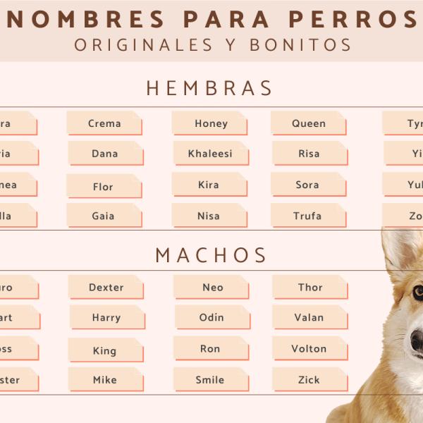 Nombres de Parejas para Perros Macho y Hembra