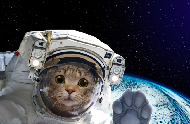 Los mejores Nombres de planetas para gatos