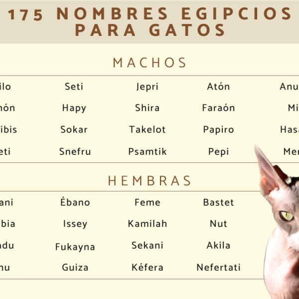 Los mejores Nombres egipcios para gatas negras