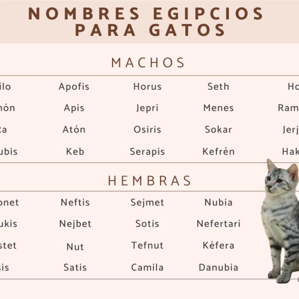 Los mejores Nombres egipcios para gatos machos