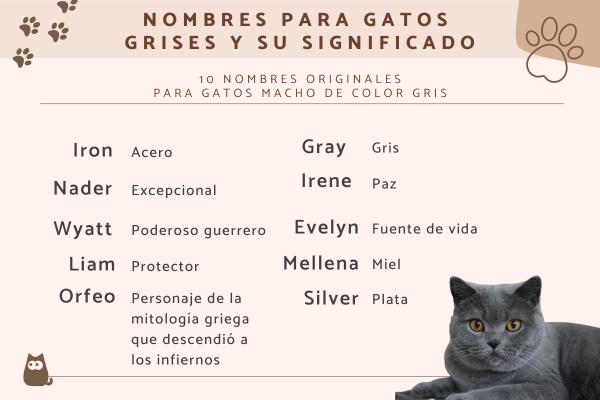 Lista de Nombres en latín para gatos