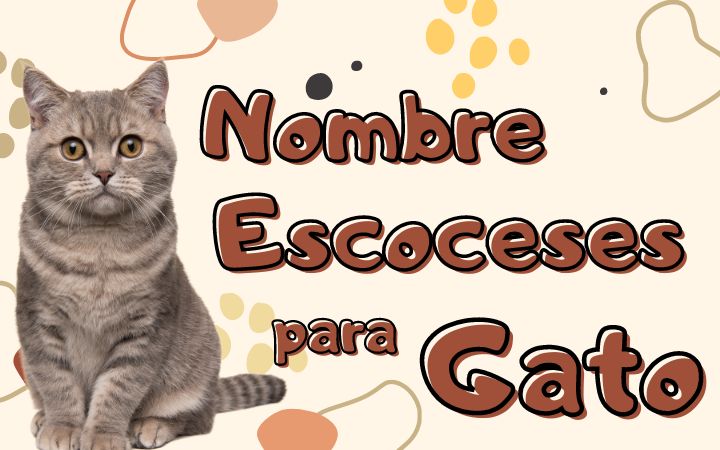 Nombres Escoceses para Gatos