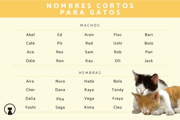Nombres Hawaianos para Gatos
