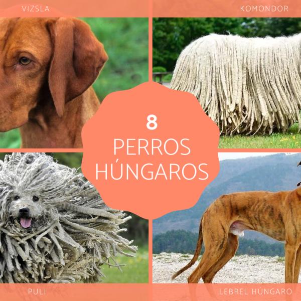 Nombres Húngaros para Perros