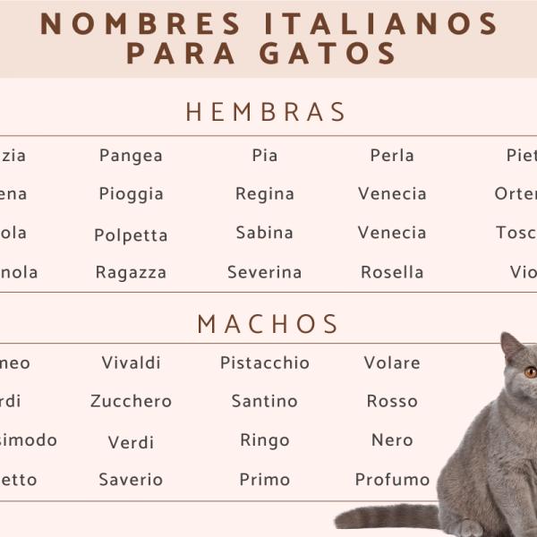 Los mejores Nombres italianos para gatas