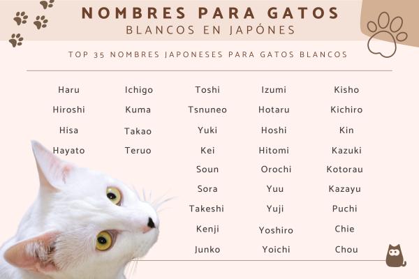 Nombres Japoneses para Gatos Blancos