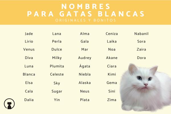 Los mejores Nombres lindos para gatas
